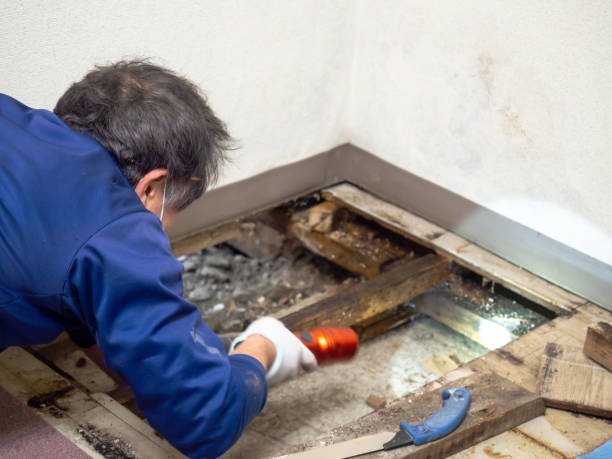 Best Mold Testing and Removal  in Port Salerno, FL