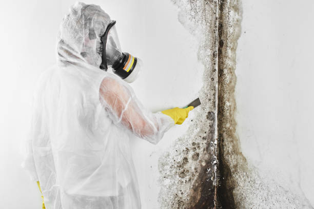 Mold Testing and Removal in Port Salerno, FL