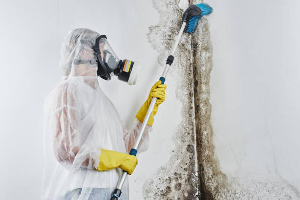 Best Fast Mold Removal  in Port Salerno, FL