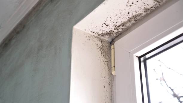 Best Residential Mold Removal  in Port Salerno, FL