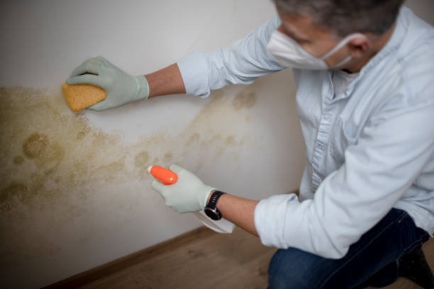 Best Black Mold Removal  in Port Salerno, FL