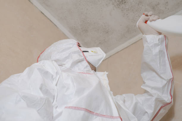 Mold Removal and Inspection in Port Salerno, FL