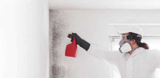 Best Mold Remediation  in Port Salerno, FL