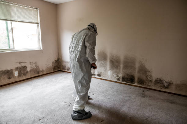 Best Professional Mold Removal  in Port Salerno, FL