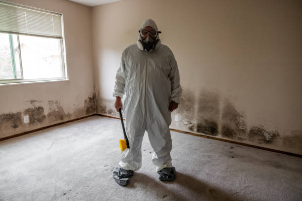 Best Attic Mold Removal  in Port Salerno, FL