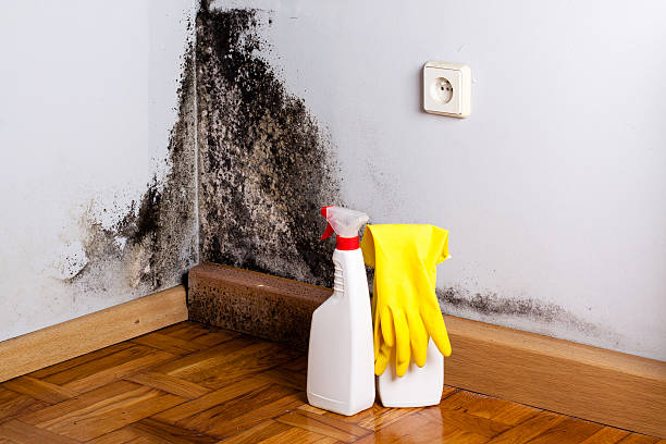 Best Mold Testing and Removal  in Port Salerno, FL