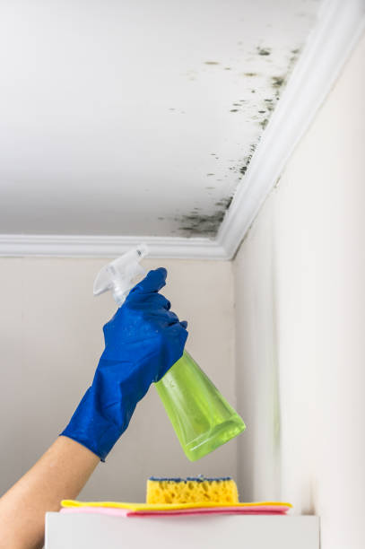 Best Commercial Mold Removal  in Port Salerno, FL