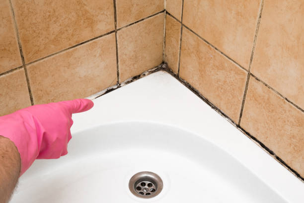 Best Mold Cleaning Services  in Port Salerno, FL